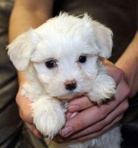 Teacup Maltese puppies