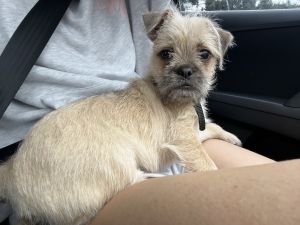 Selling 15 week old puppy