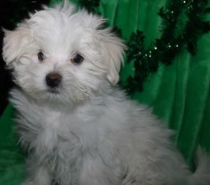 Absolutely adorable small loving and smart Maltese