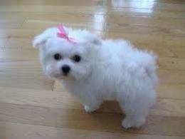 Stunning little maltese