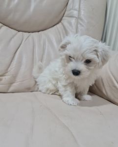 Maltese Puppies for sale in San Antonio, TX, USA. price: $950