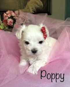 Meet POPPY! Darling little Maltese female