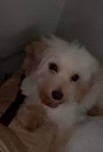 I have a female dog two years old Maltese her name is Carly