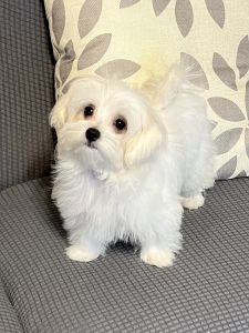 Maltese Puppies For Sale
