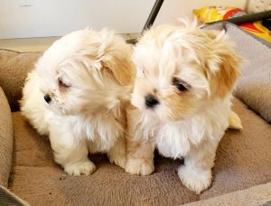 Maltese Shih Tzu Gorgeous 9 week old pup