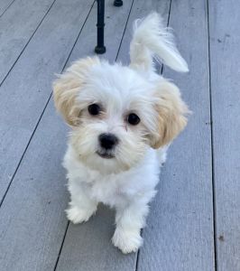 Little Maltese/shihtzu in need of good home.