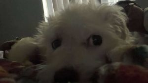 Maltese for adoption