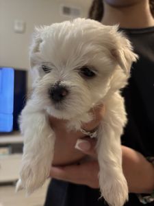 Maltese female pup
