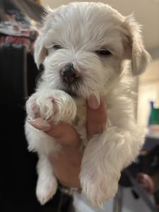 Purebred Maltese male 5 weeks old