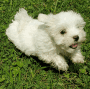 Registered Maltese Puppy