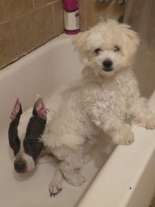 BOO the White Cream Maltese pup