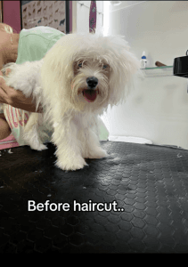 Healthy 3–4 Month Old Maltese Puppy Available for Adoption