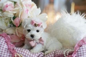 Teacup maltese puppies