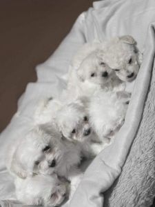 ✨ Adorable Maltese Puppies – Ready for Their New Homes! ✨
