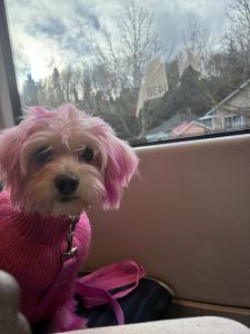 Fifi 10 month old Maltese puppy