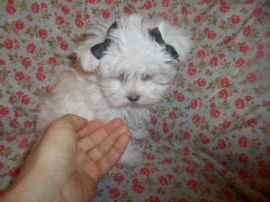 Akc Male and frmale Maltese puppies for adoption