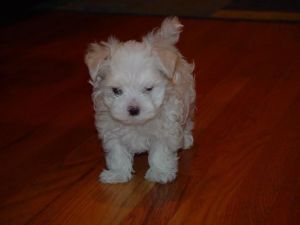 Magnificent Maltese puppies