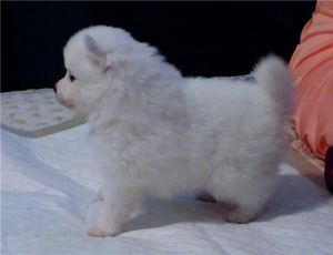 2 Amazing Maltese Puppies