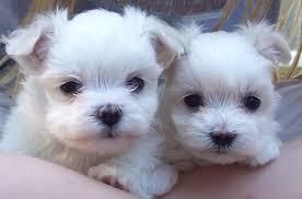 cute and adorable maltese pups for sale