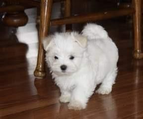 Nice Coat Teacup Maltese Puppies