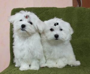 Magnificent Maltese puppies Available