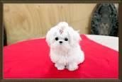 cute tea cup maltese puppies