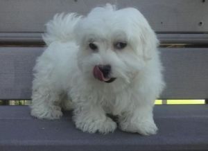 Maltese Puppies Text Me (***) ***-***8