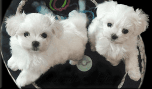11 weeks old maltese puppies available