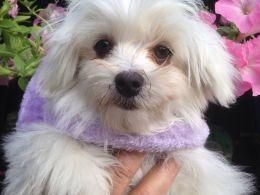 maltese across puppy