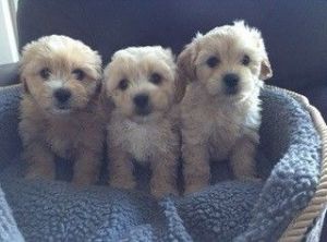 gorgeous maltese puppies ready