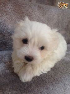 lovely maltese pups ready