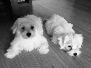 Maltese Pup For Sale Share Tweet +1 Pin it