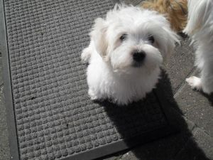 Small White Malshi Boy.. text us at #(***) ***-***1