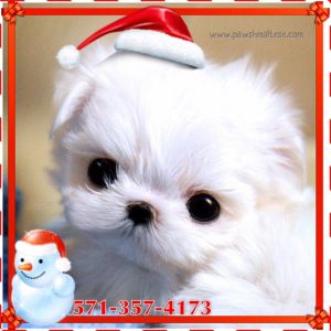 Beautiful **s teacup Maltese (Purebred/Champion bloodline)