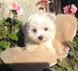 Adorable outstanding Maltese puppies