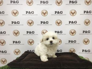 Maltese - Fluffy - Male