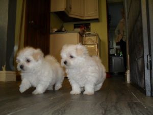 Maltese puppies for Adoption