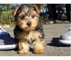 lovely teacup yorkie puppies for adoption