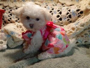 maltese puppies obth text