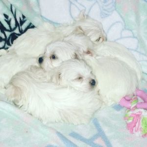 MALTESE PUPPIES 2 BOY END 3 GIRLS available for new homes
