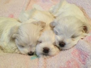 MALTESE PUPPIES 2 BOY END 3 GIRLS available for new homes