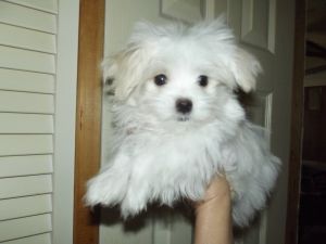 CKC Maltese Puppy