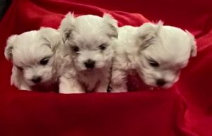 absolutely Stunning Maltese Boys For Sale