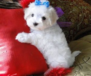 pure breed maltese puppies