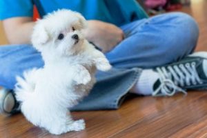 AKC AND CKC REG. Maltese (teacup