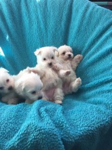 Maltese puppies