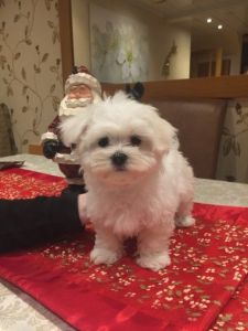 AKC AND CKC REG. Maltese (teacup Text (***) ***-***0