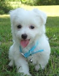 Pedigree Maltese Pups