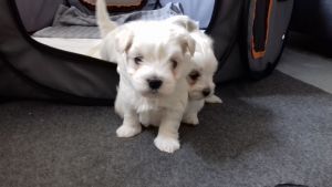 Pure Pedigree Maltese Puppies.