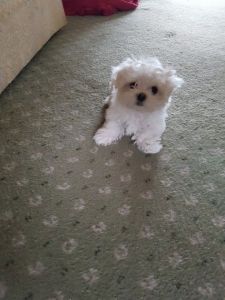 Kc Pedigree, Tiny Maltese.